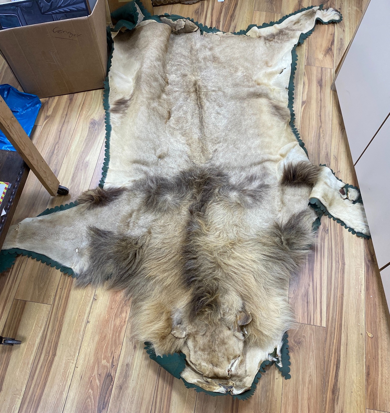 An early 20th century lion skin fur rug with green felt backing